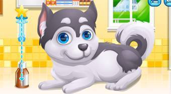 Cute Puppy Pregnant | Free online game | Mahee.com